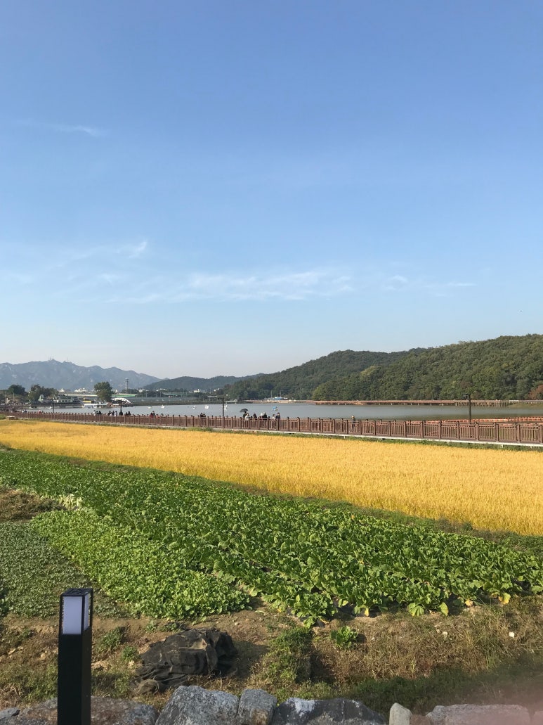 커피그린 이미지