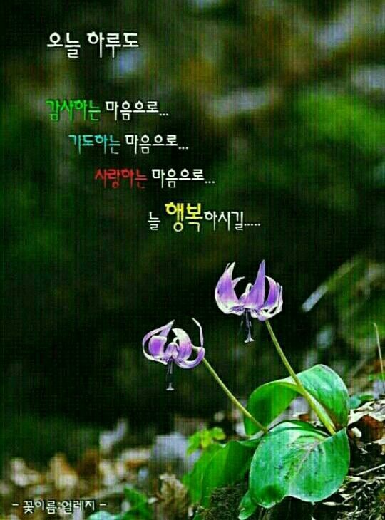 33플라워 이미지