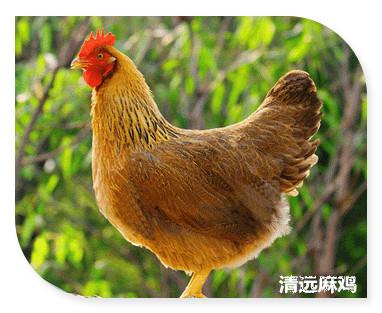 광동성반점 이미지
