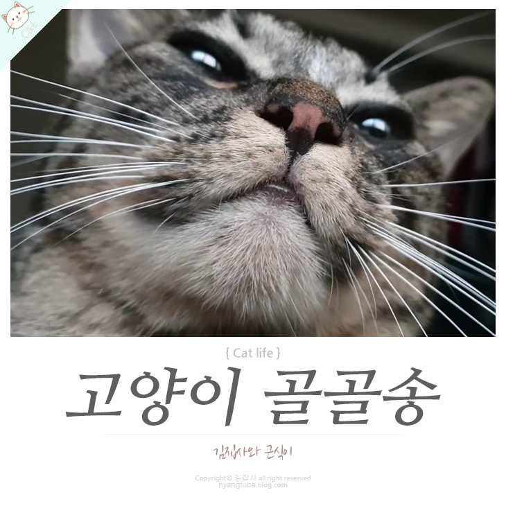 그르릉 이미지