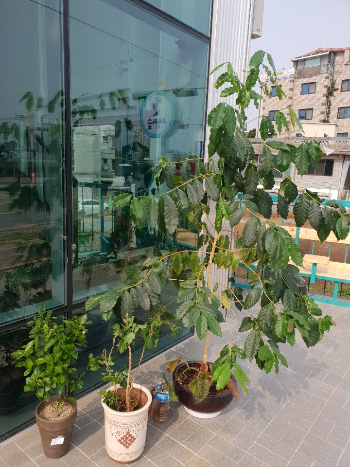 오월의체리 이미지