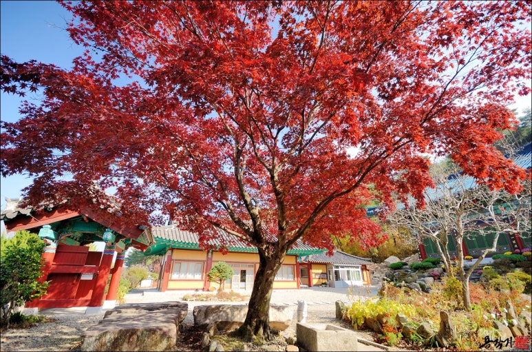 수보리 이미지