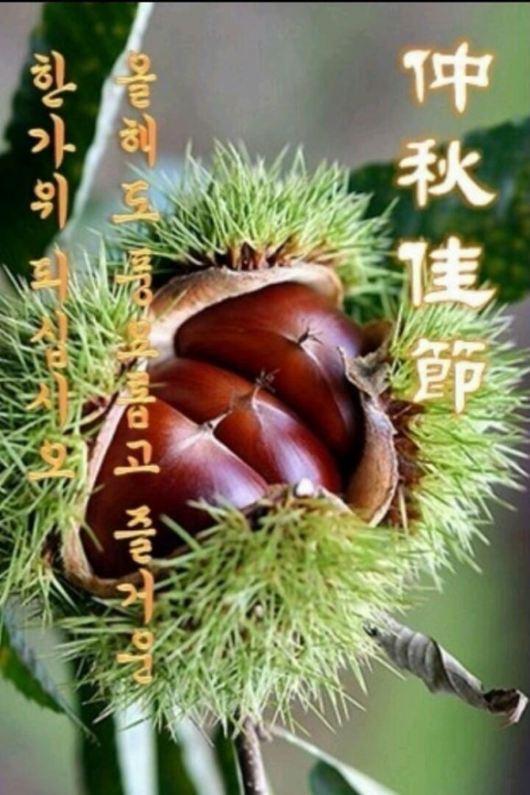 상수리 이미지