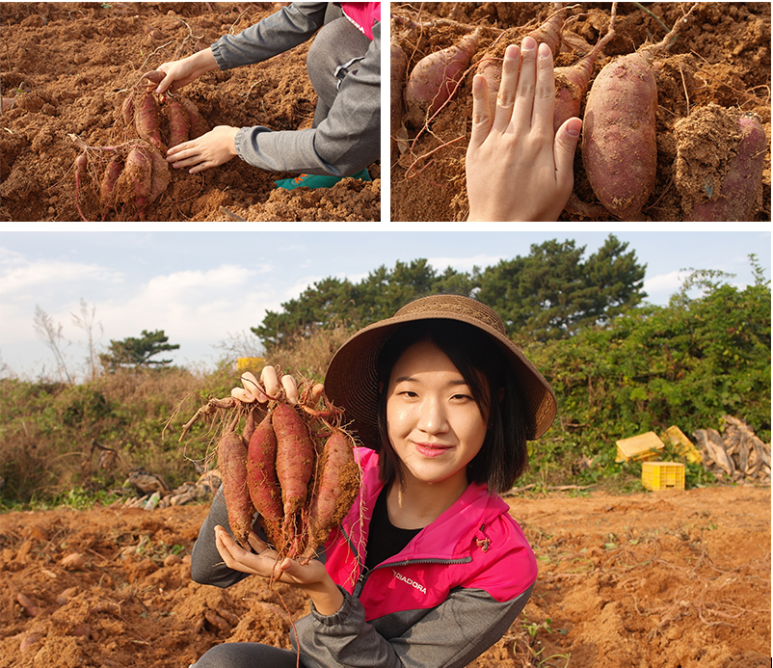 강보람고구마 이미지