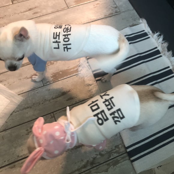 꼬미드림 이미지