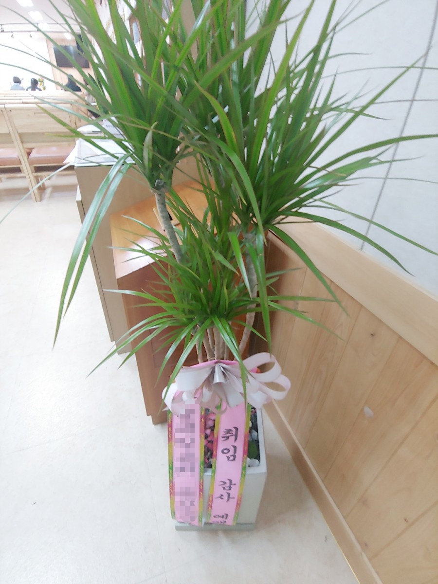 식물;마지 이미지