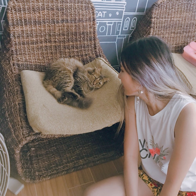 커피캣 이미지