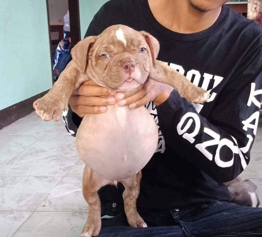 미친꽈배기 이미지