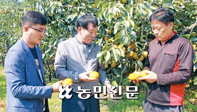 경남단감원예농협 이미지
