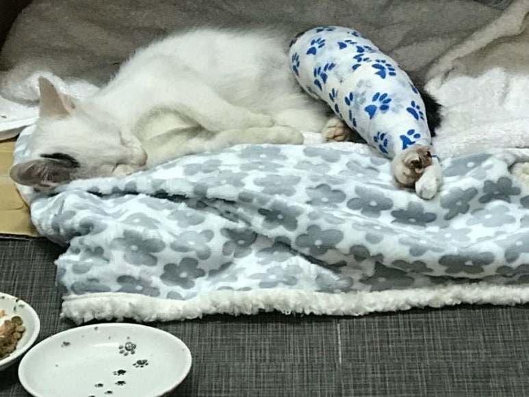 책방분홍코 이미지