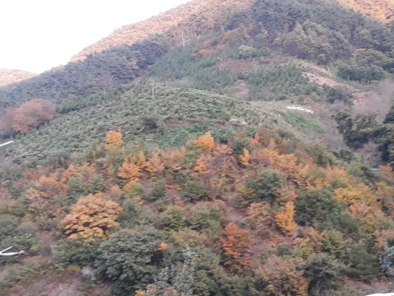 장수막창 이미지