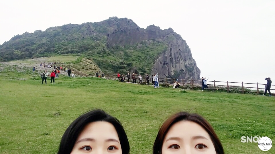 일출봉아로니아 이미지
