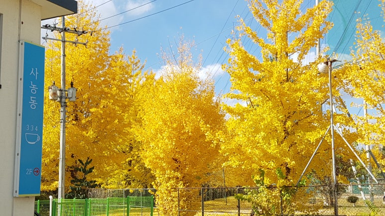 사농동334 이미지