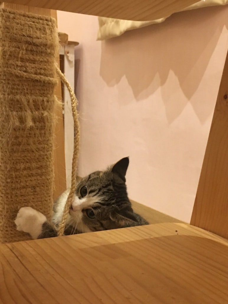반갑다창문밖고양이 이미지