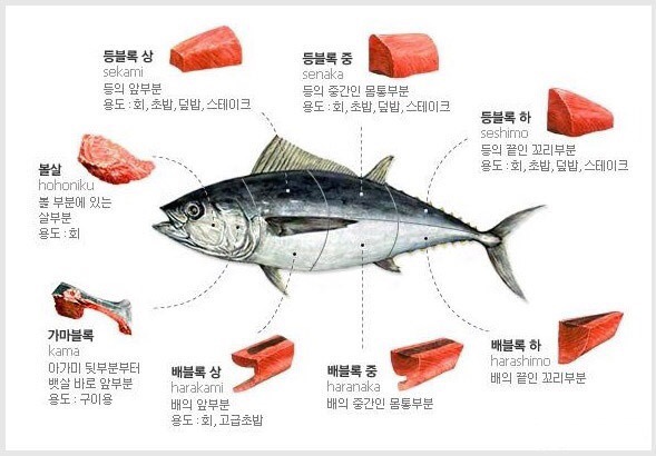 싱싱참치 이미지