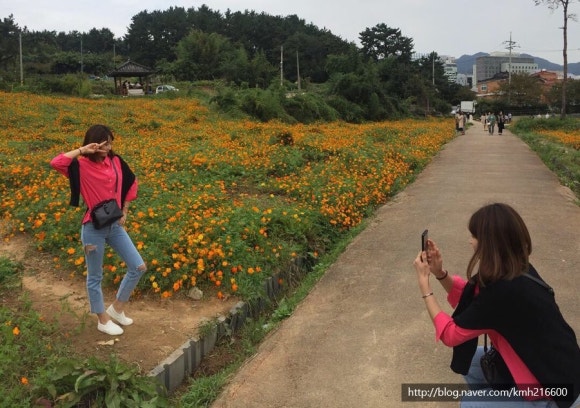 코스모스 오아시스 이미지