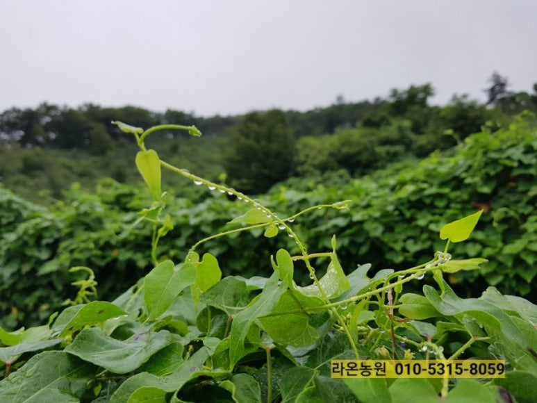 차령농원 이미지
