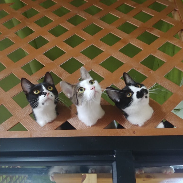빼꼼 이미지
