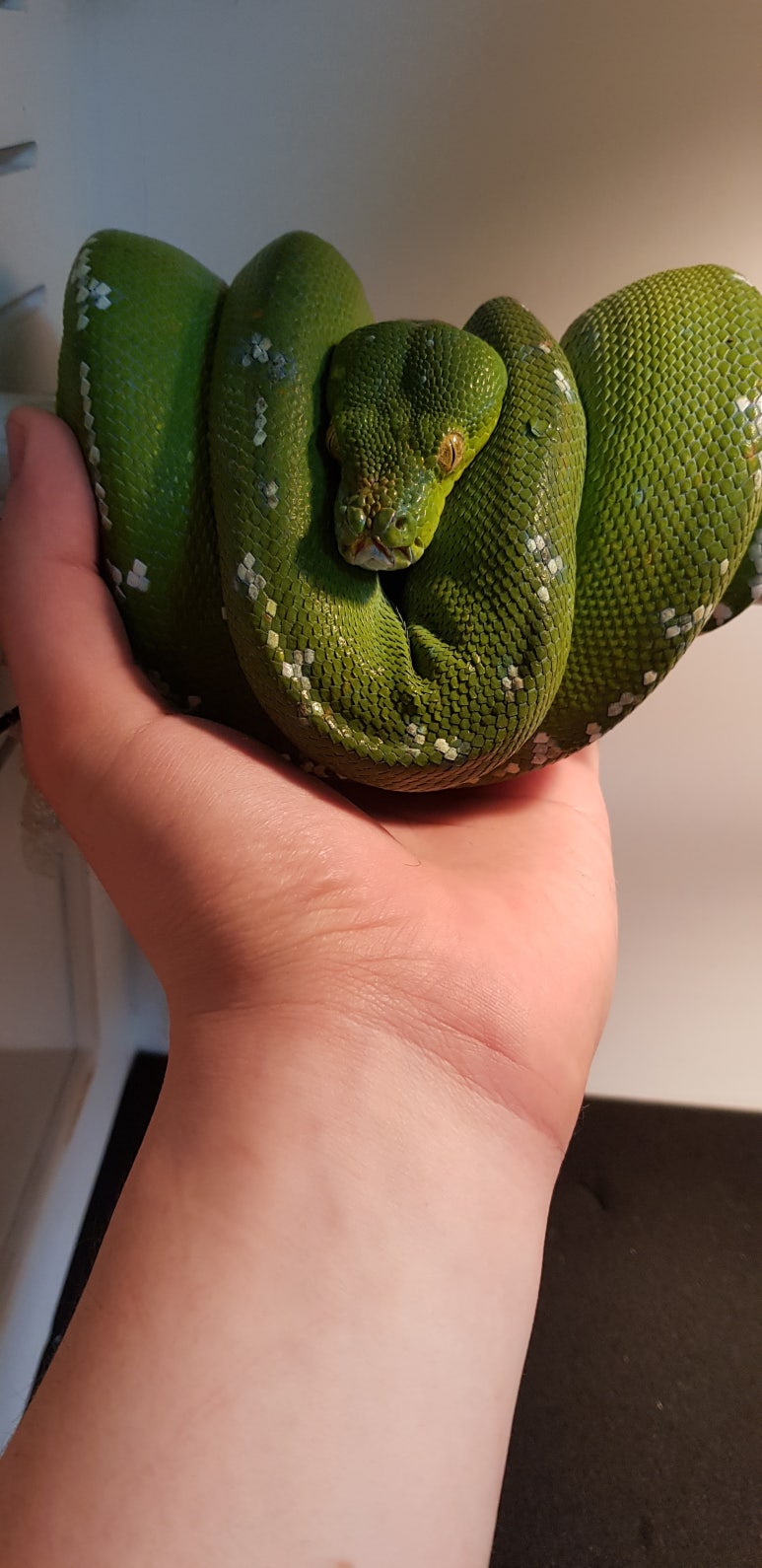 [Python] 그린트리파이톤 번식 방법 #GTP브리딩방법 : 네이버 블로그