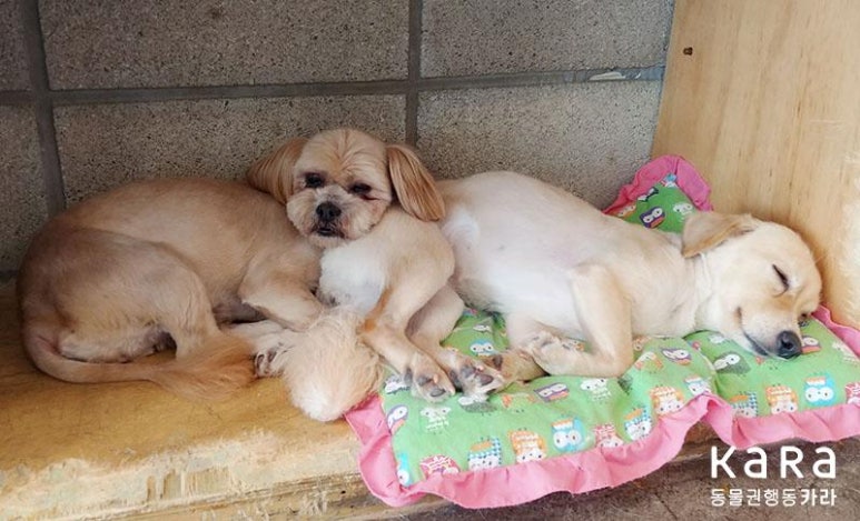 더달 이미지