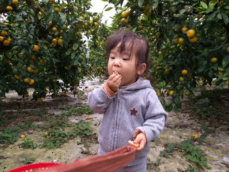 영희네감귤농장 이미지