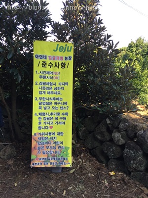 아연네감귤체험농장 이미지