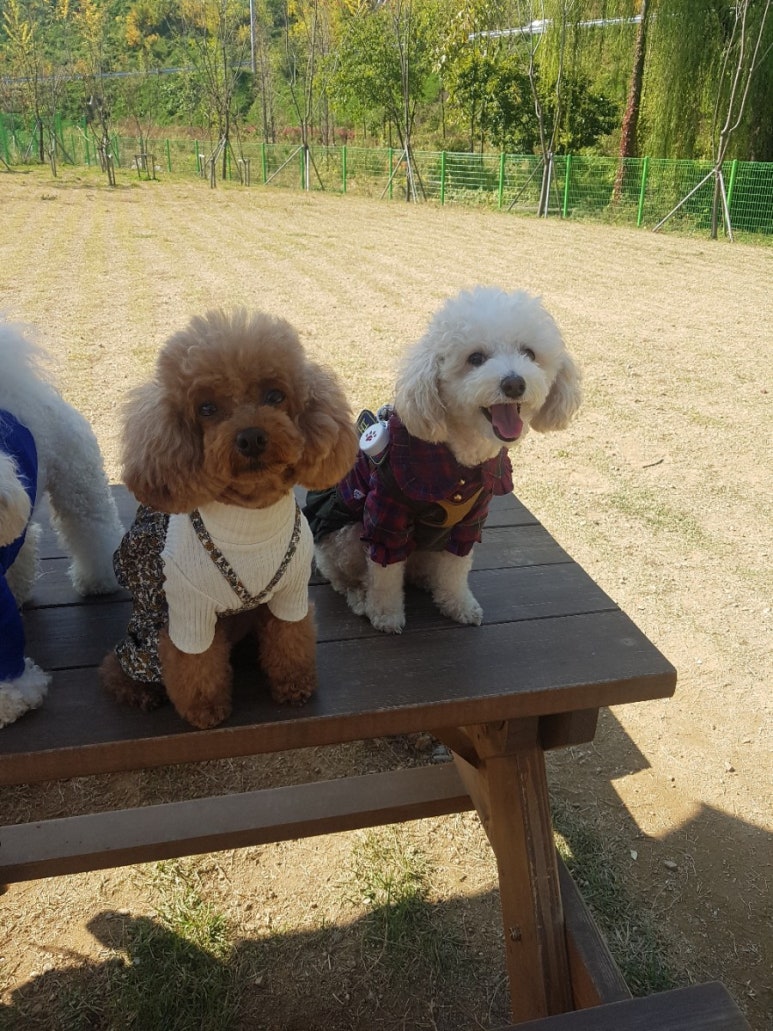 레스토랑펍피 이미지