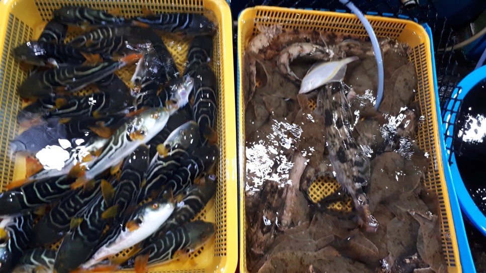 주문진황태 이미지