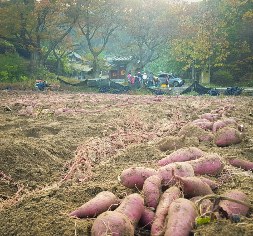 장개울농장 이미지