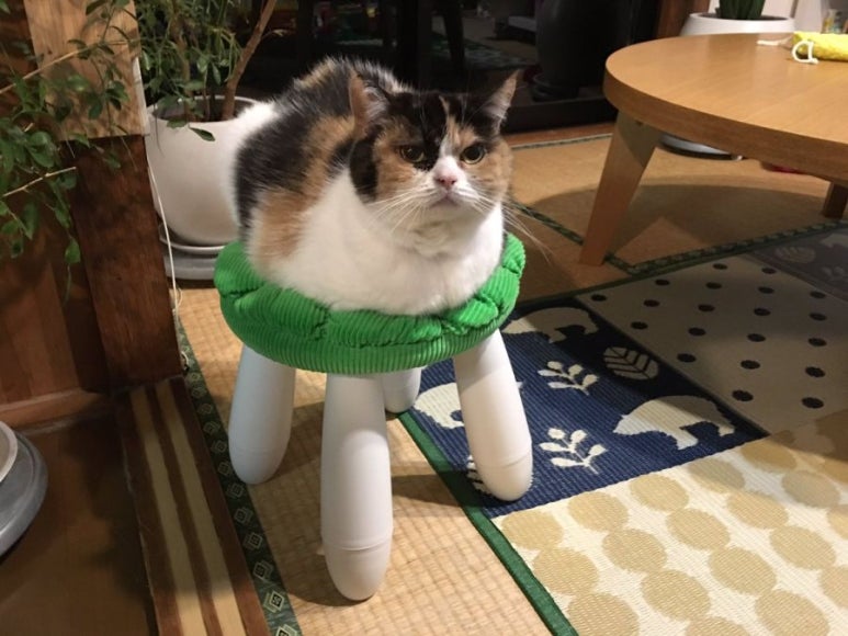 사족보행 이미지