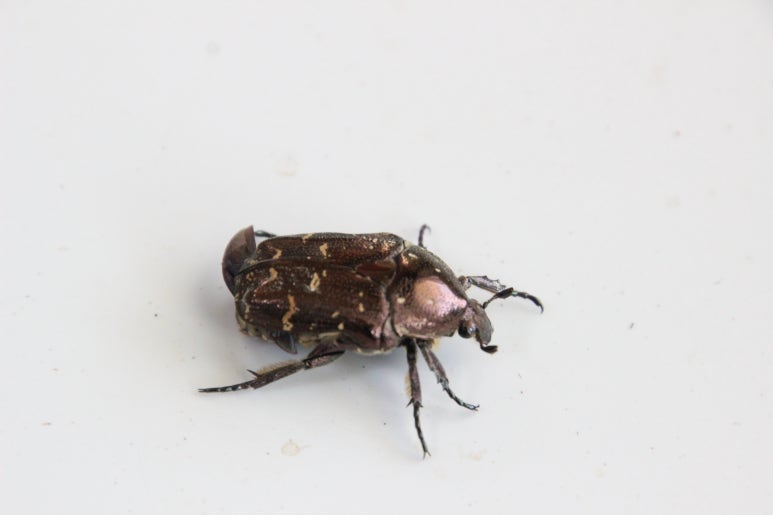 지리산 굼벵이 이미지