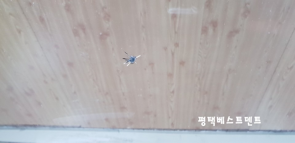 베스트덴트 이미지