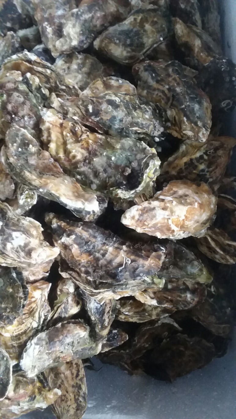 굴대박 이미지
