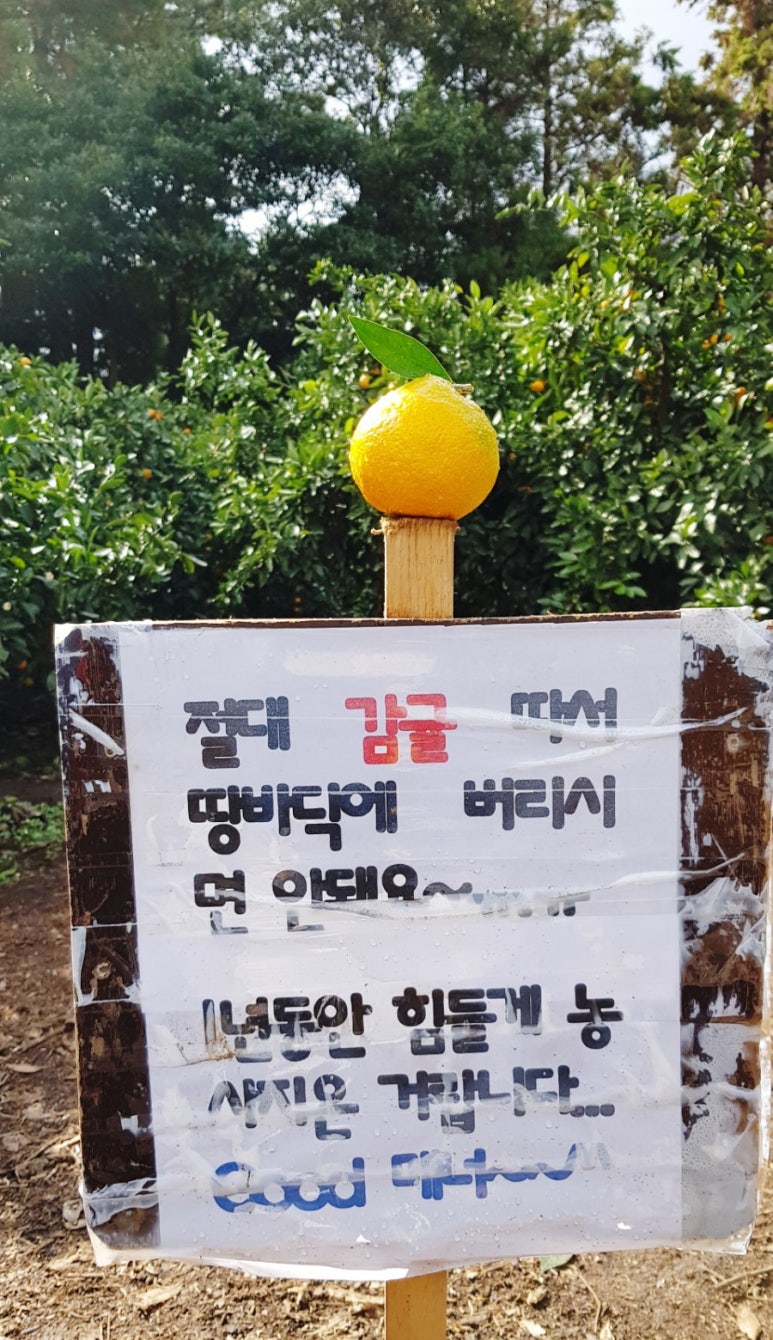 아연네감귤체험농장 이미지