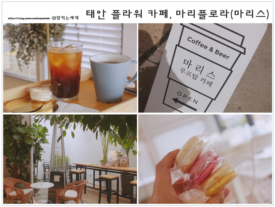 마리스플라워 이미지