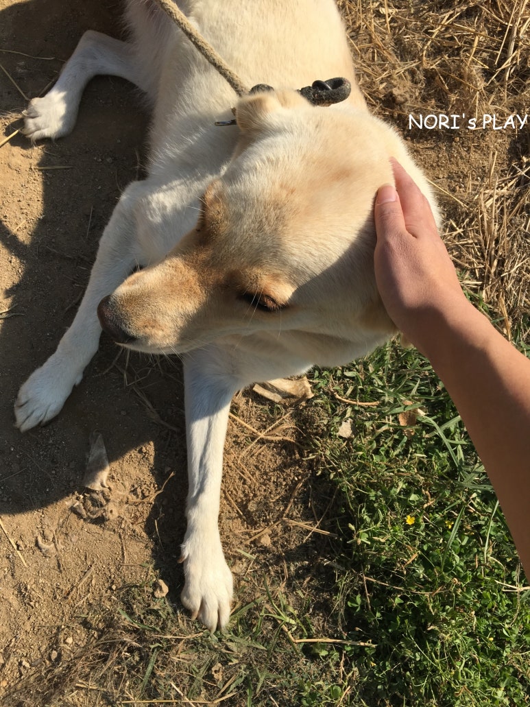 삼대를잇는자매순대 이미지