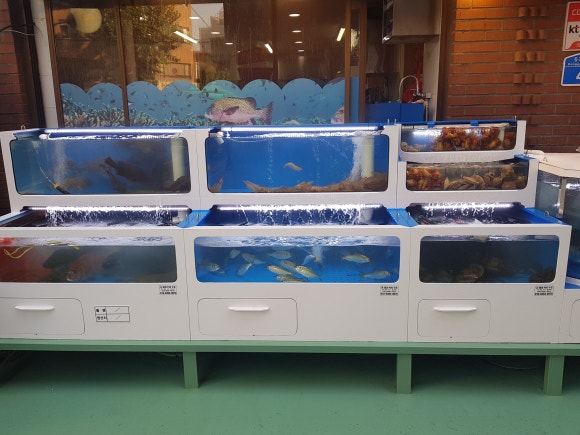 홍대 수족관 이미지