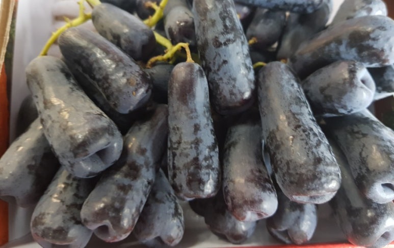 느리울청과 이미지