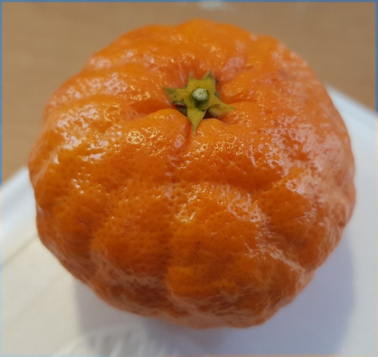 느리울청과 이미지