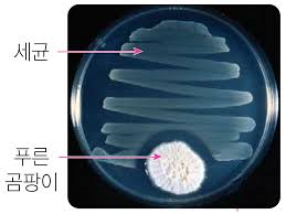 푸른곰팡이 이미지