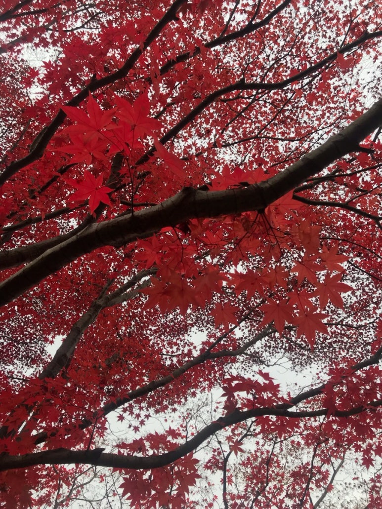 보코이 이미지