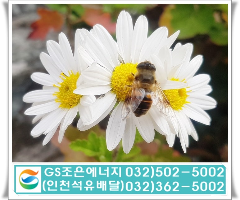 용동주유소 이미지