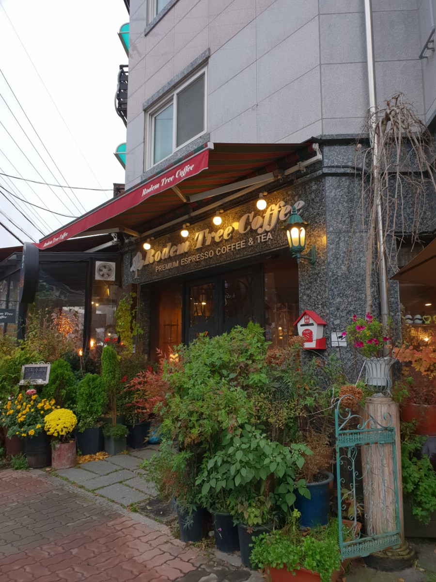 로뎀트리로뎀나무 이미지