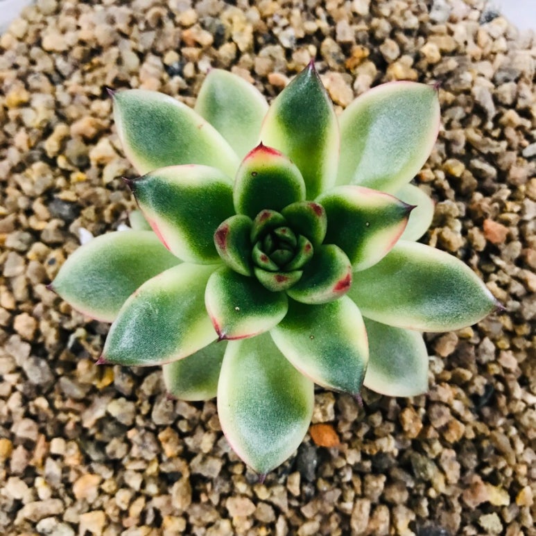 마리다육 이미지