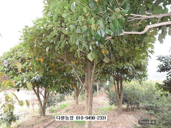 황칠다원 이미지