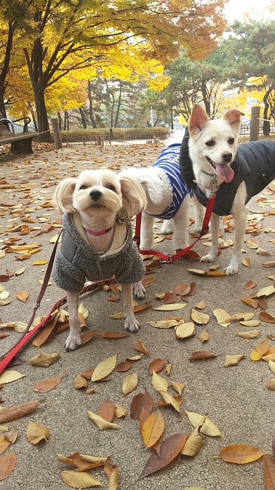 해피보리네 이미지