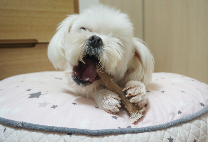 오물오물 이미지