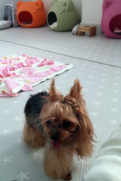 해피보리네 이미지