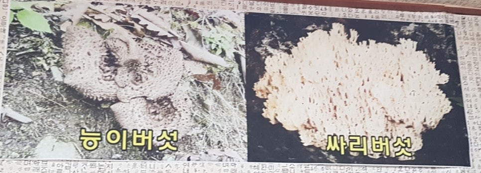 연가네식당 이미지
