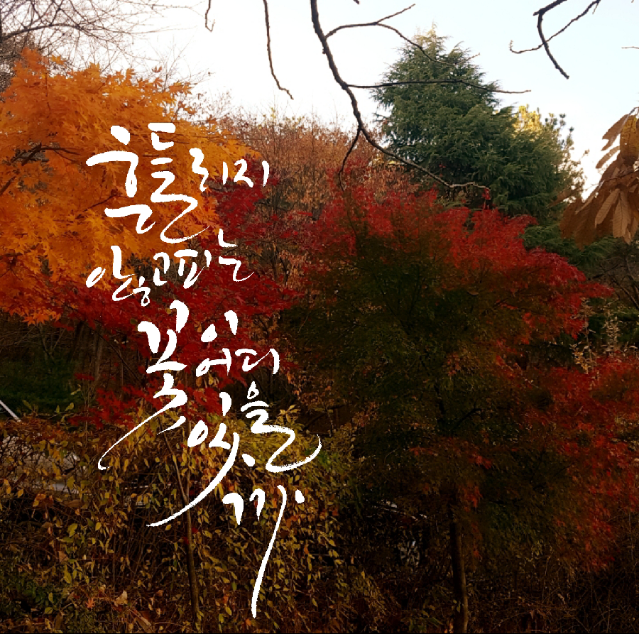 대구혁신미인캘리그라피 이미지